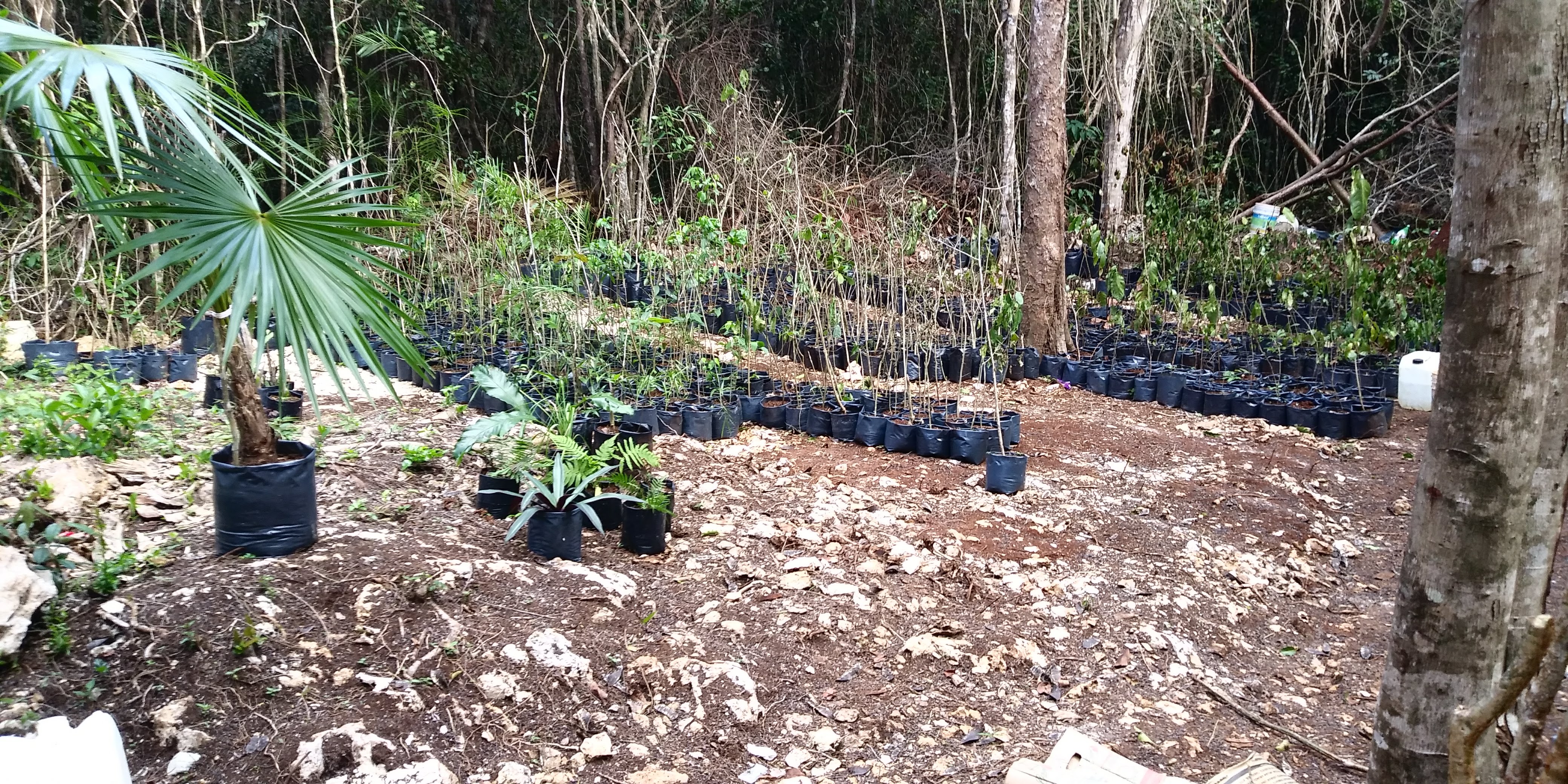 How to anticipate risks with environmental risk studies