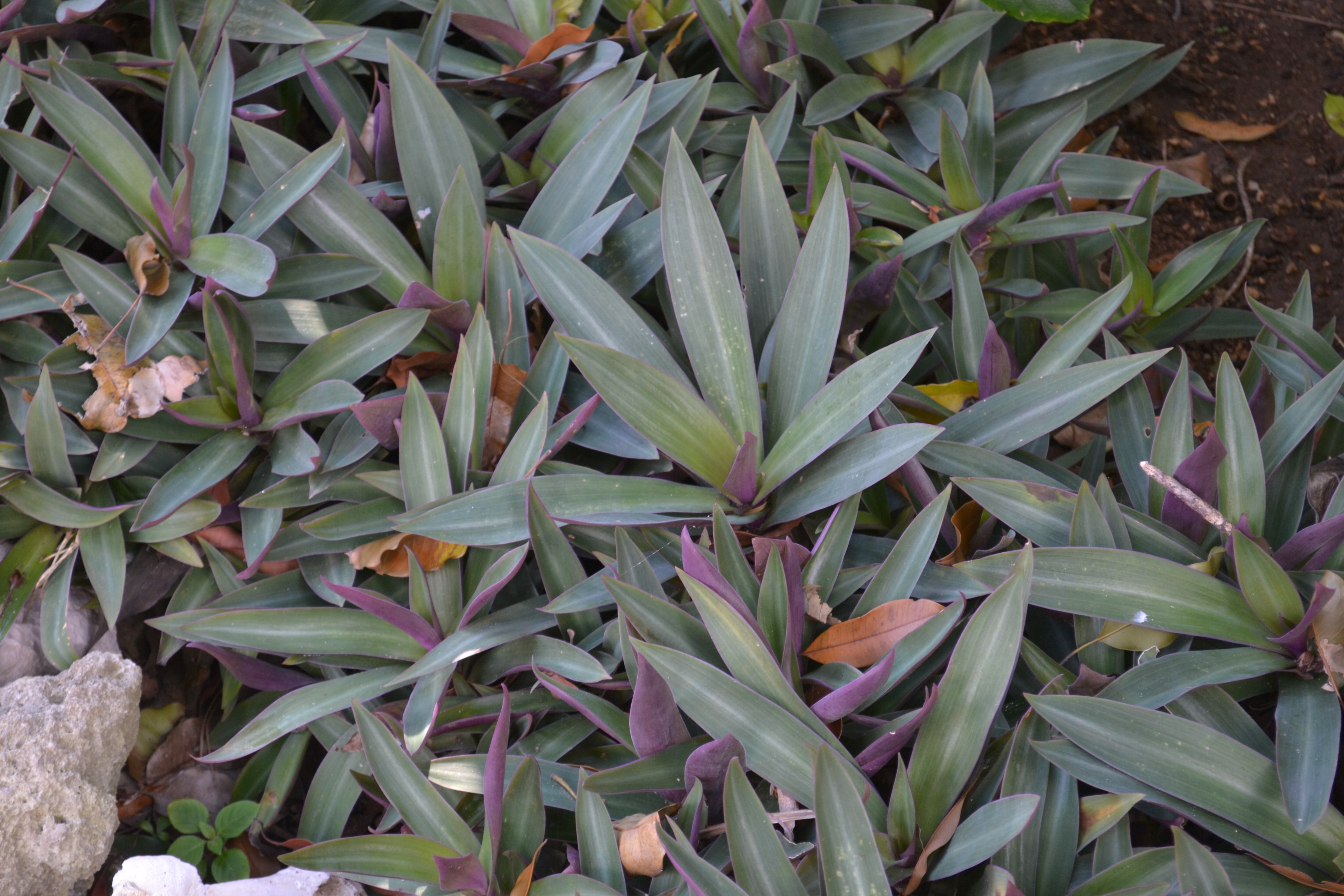 La protección del suelo y la biodiversidad